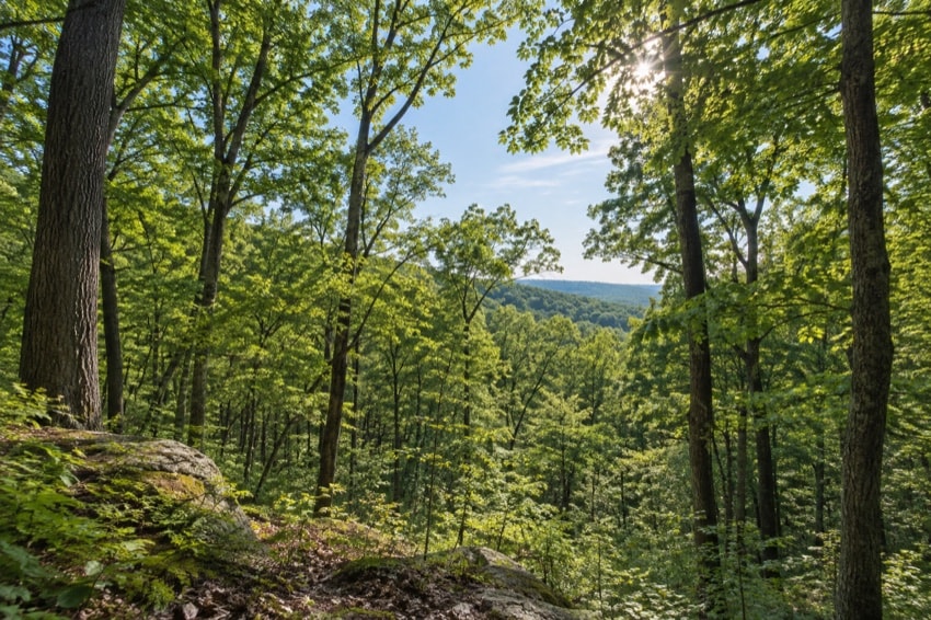 Tall mature hardwood trees forming a layered green canopy