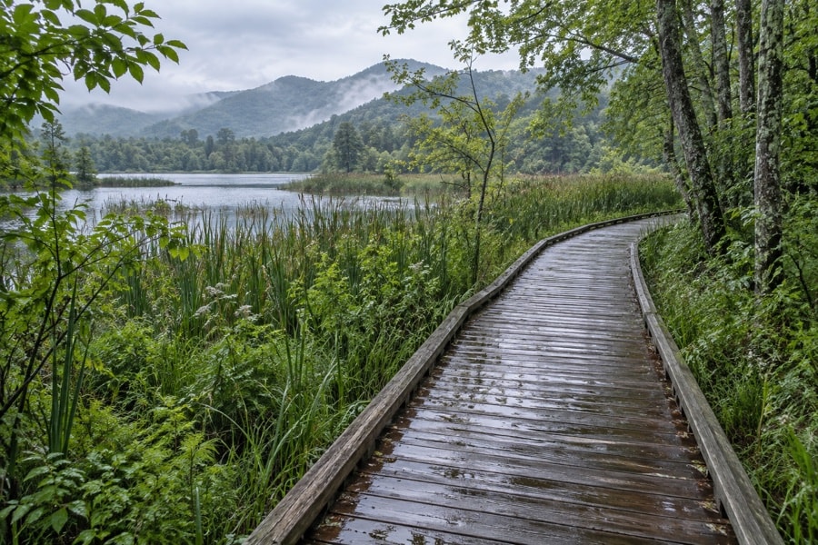 A curving wet boardwalk beside reeds and quiet water